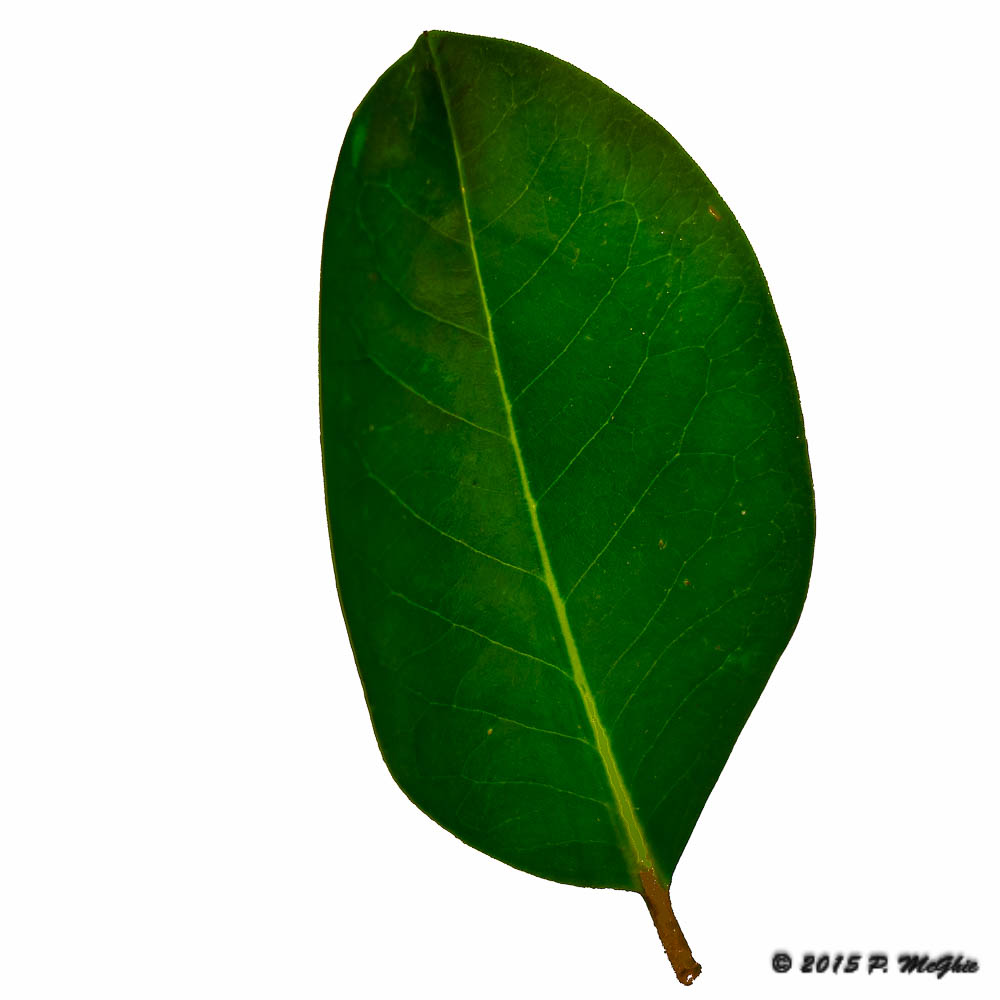 D71_5616-Edit3.jpg
