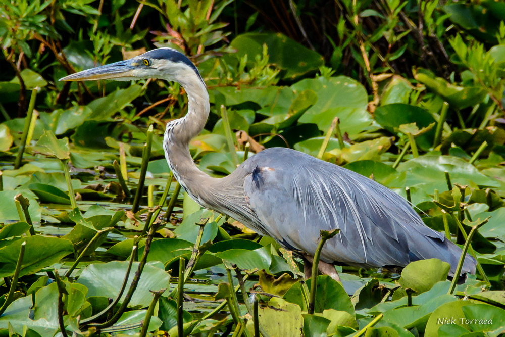 D71_6503.jpg