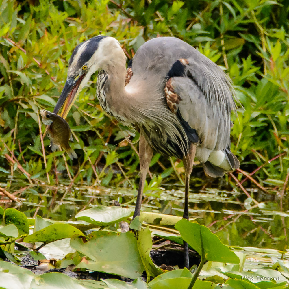 D71_6524.jpg