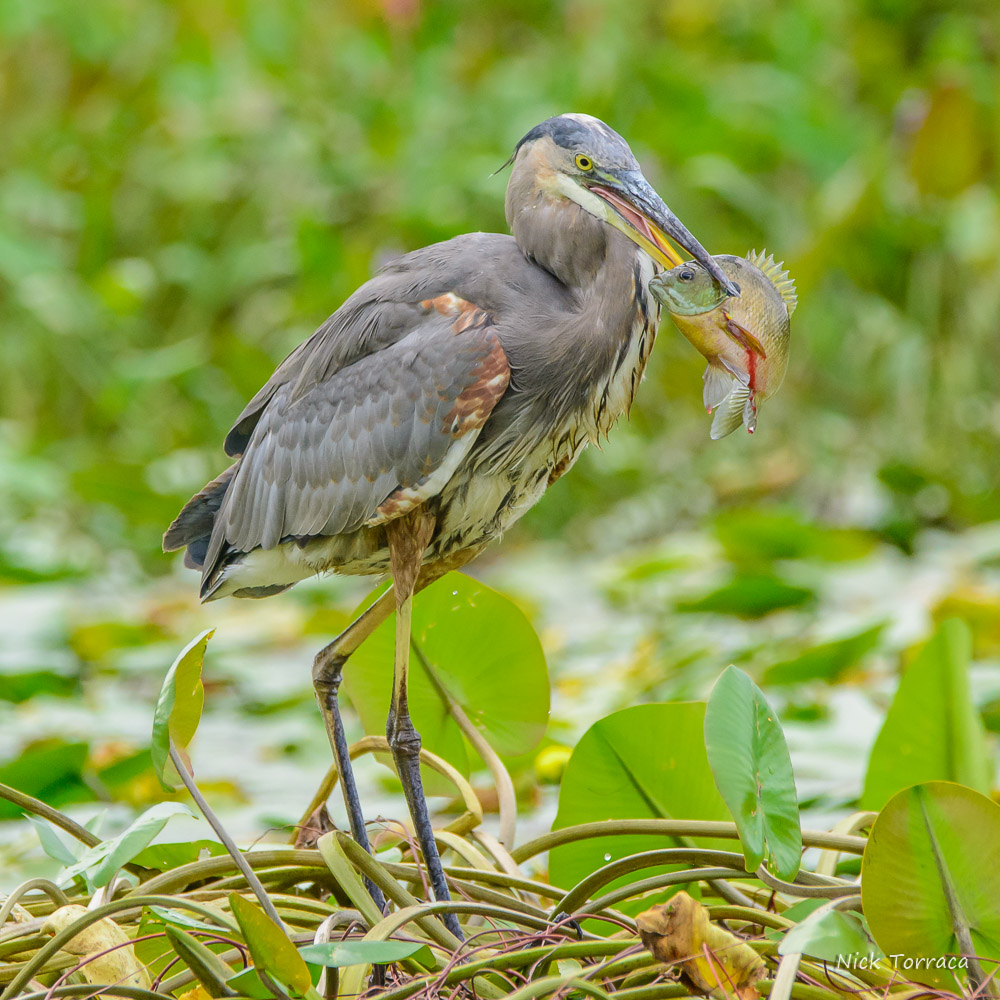 D71_6595.jpg