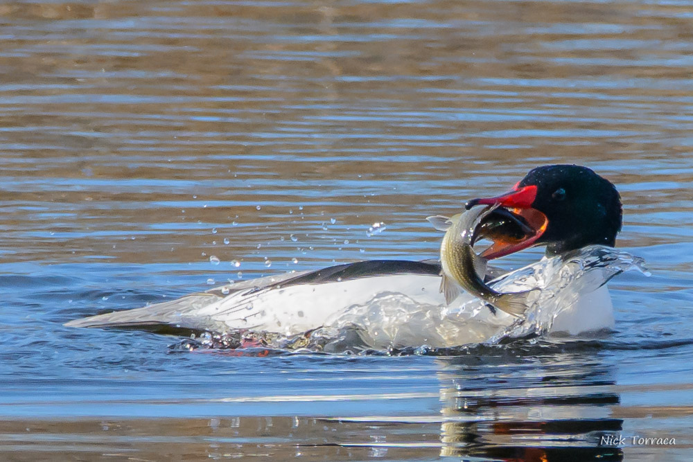 D71_7408-2.jpg