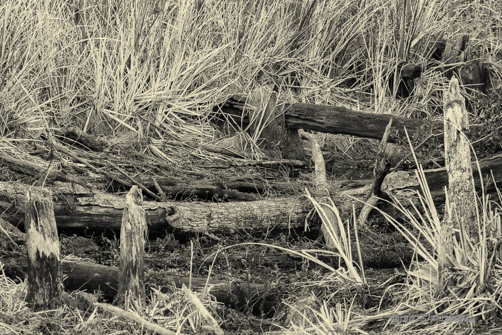 D71_7449-Edit-2.jpg