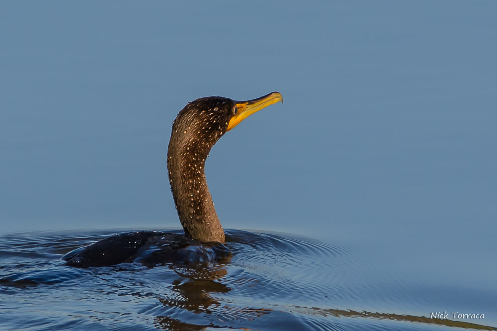 D71_8704.jpg