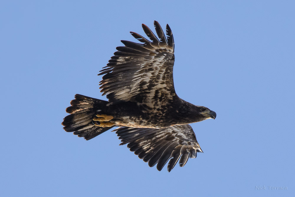 D71_9326-2.jpg