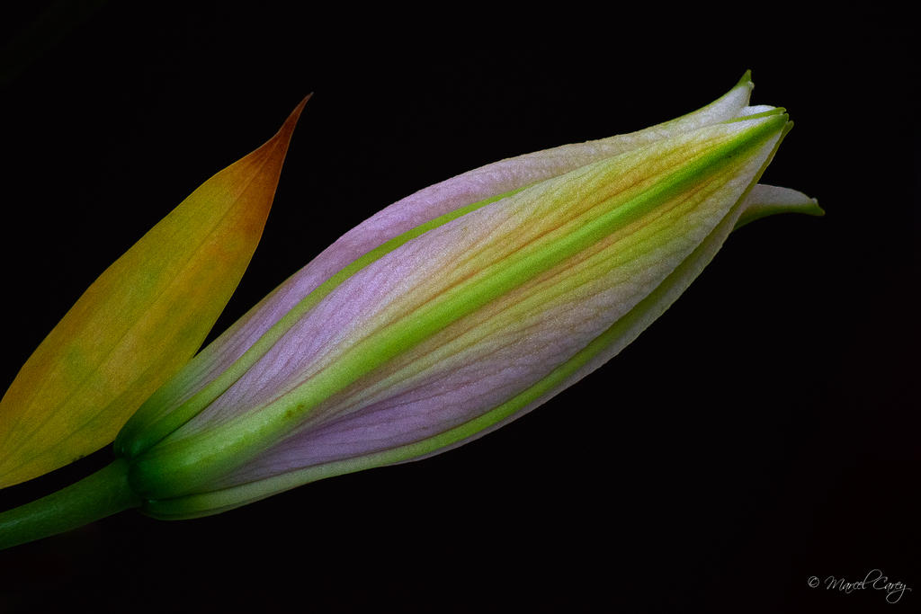D72_1581-Modifier.jpg