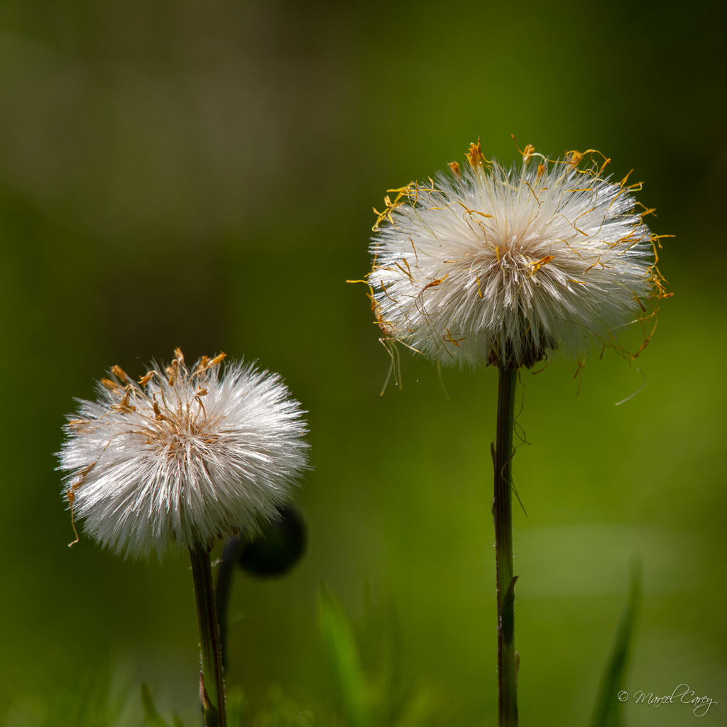 D72_2294.jpg