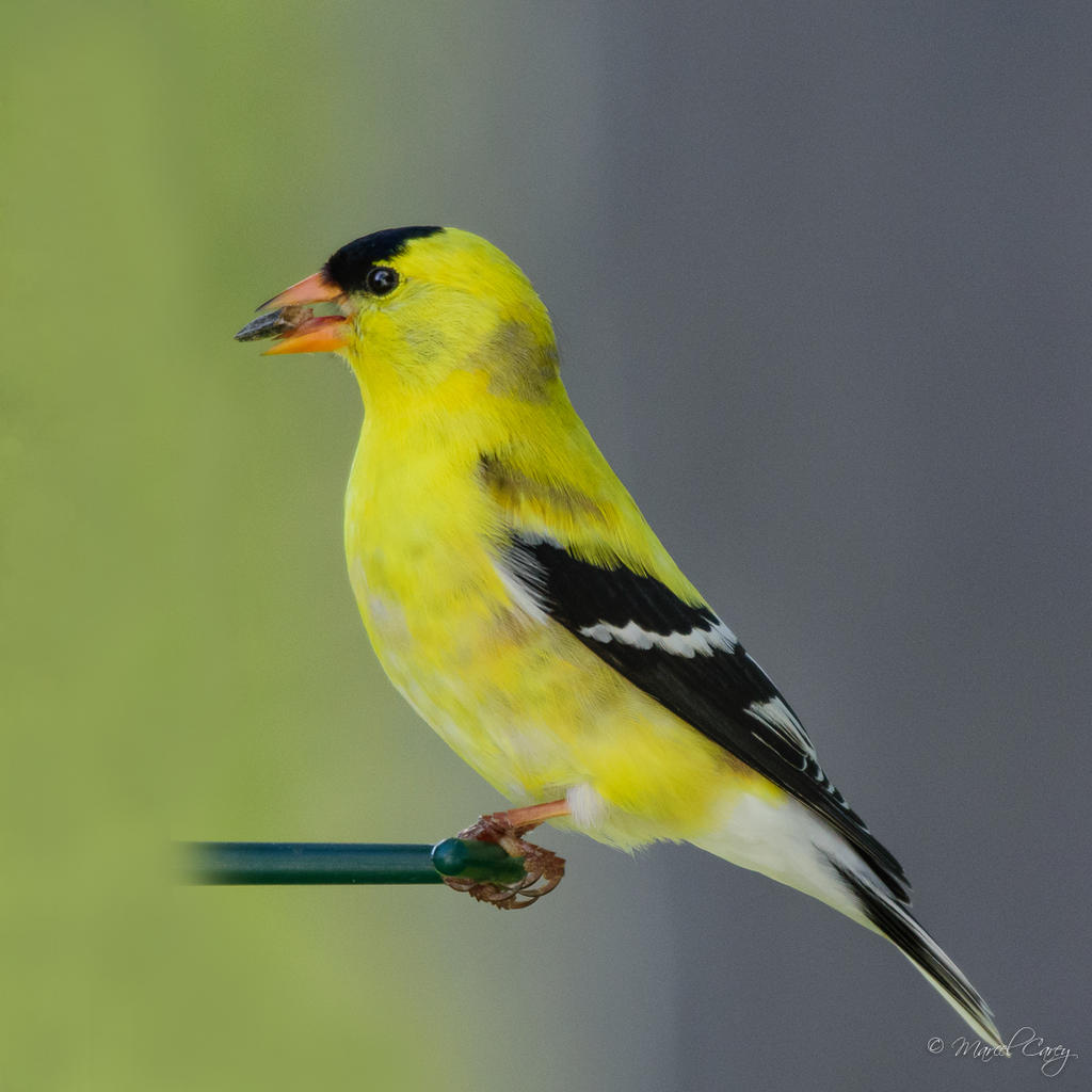D72_2451-Modifier.jpg