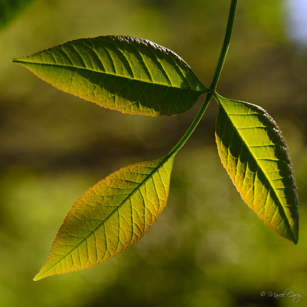 D72_3077.jpg
