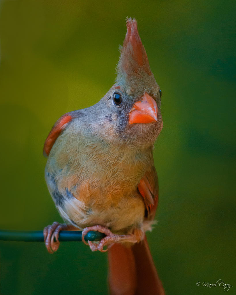 D72_3998-Modifier-2.jpg