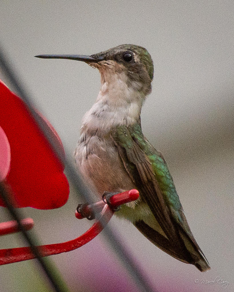 D72_4054.jpg