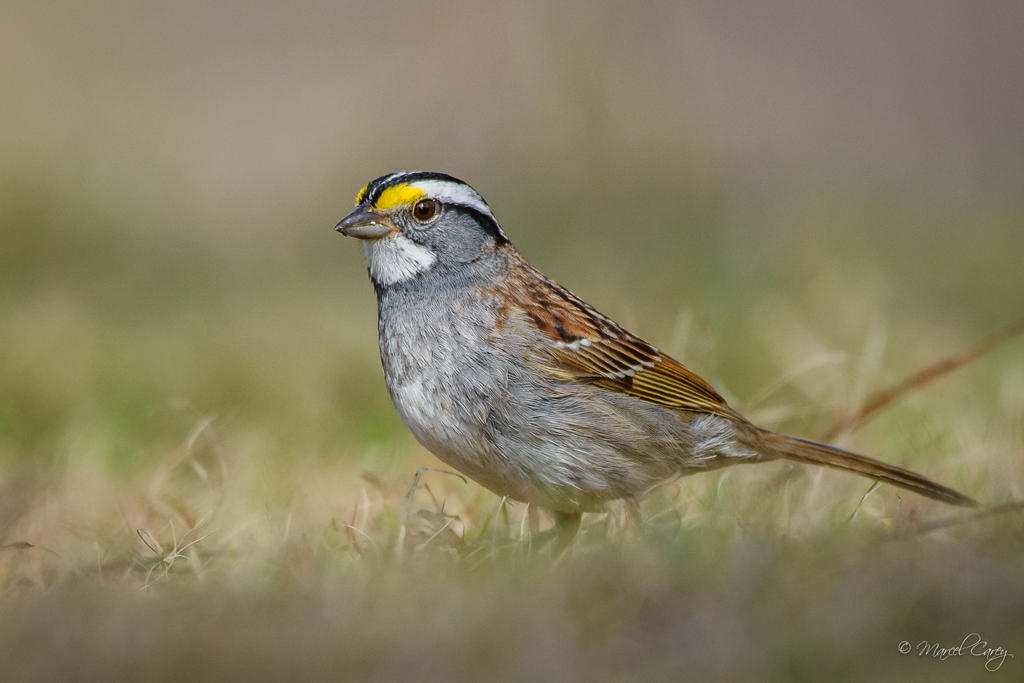 D72_6508.jpg