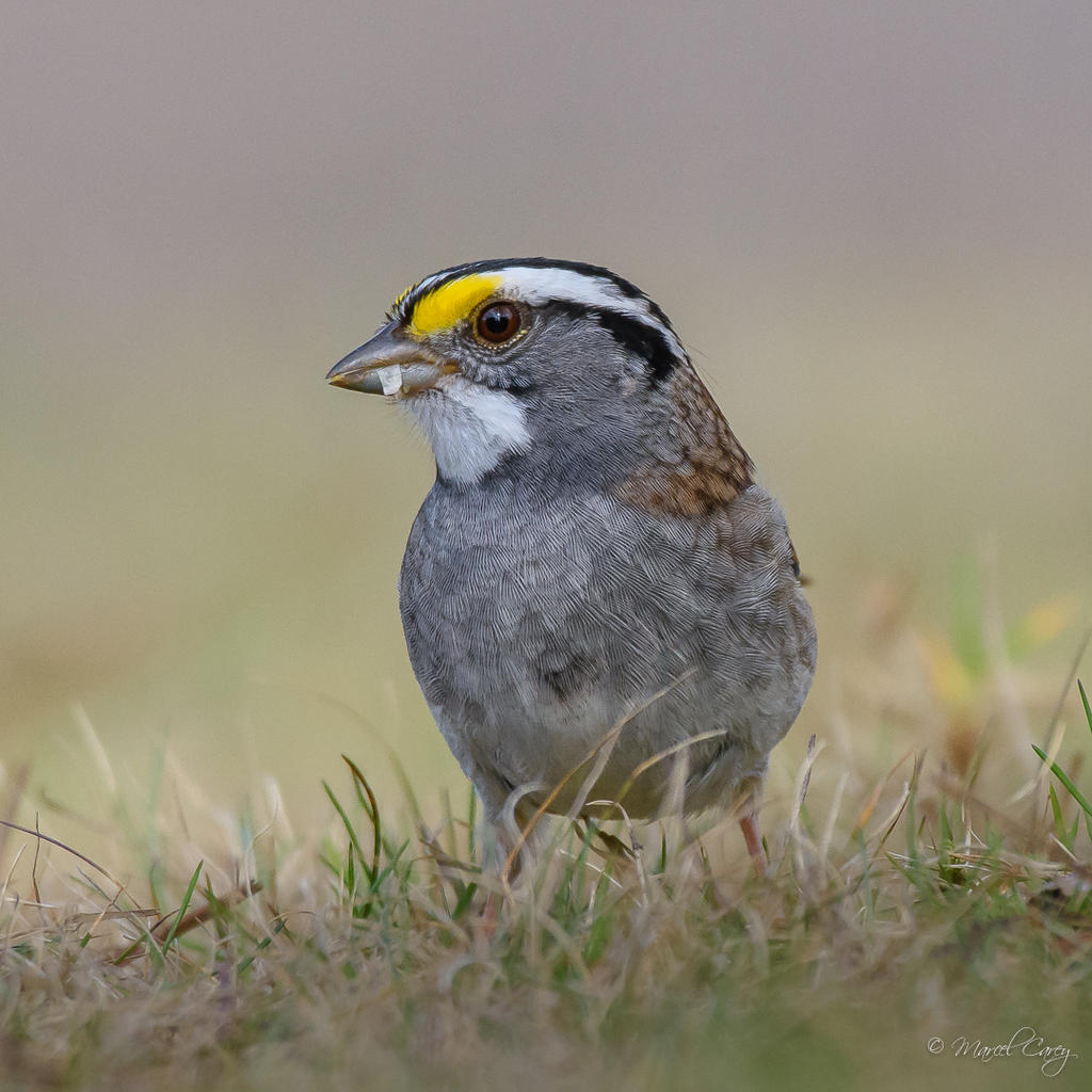 D72_6522.jpg