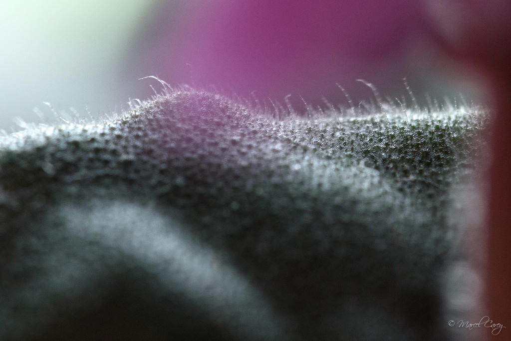 D72_6592.jpg