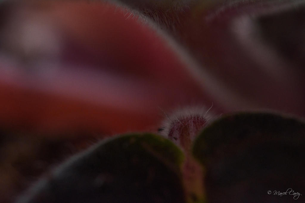 D72_6596.jpg