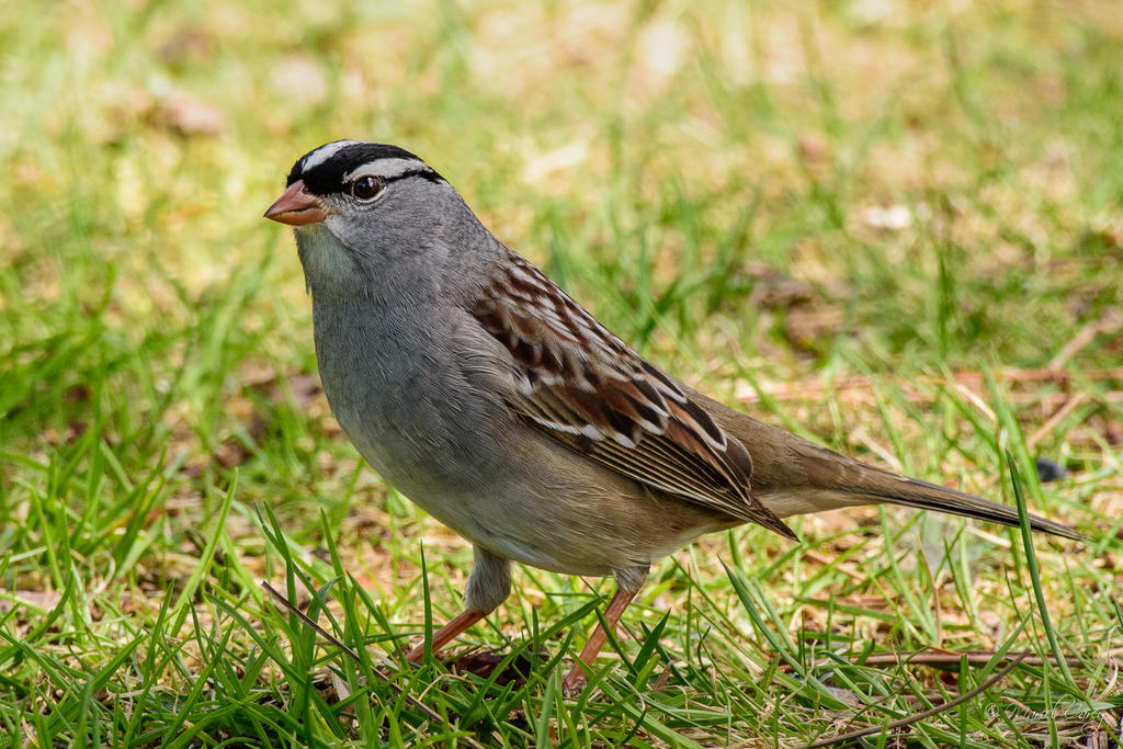 D72_6651.jpg