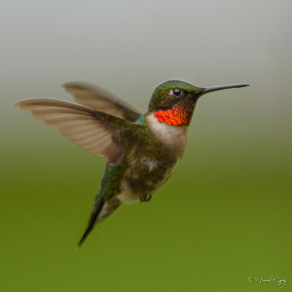 D72_6800.jpg