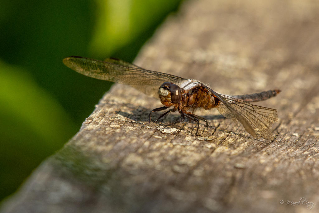D72_7833.jpg