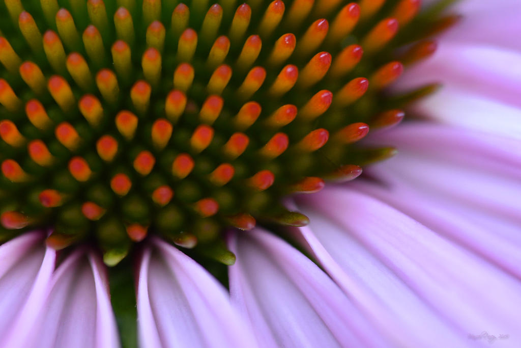 D72_7975.jpg