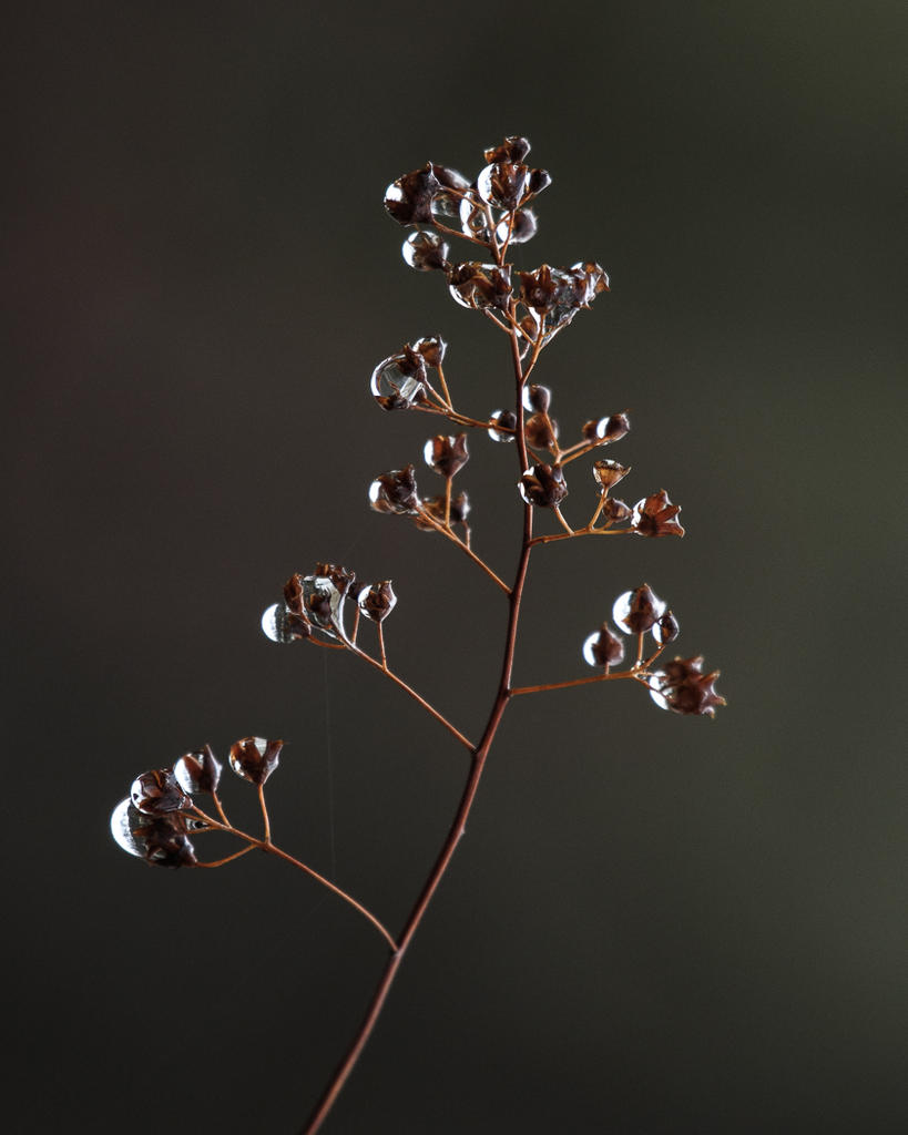 D72_9754.jpg
