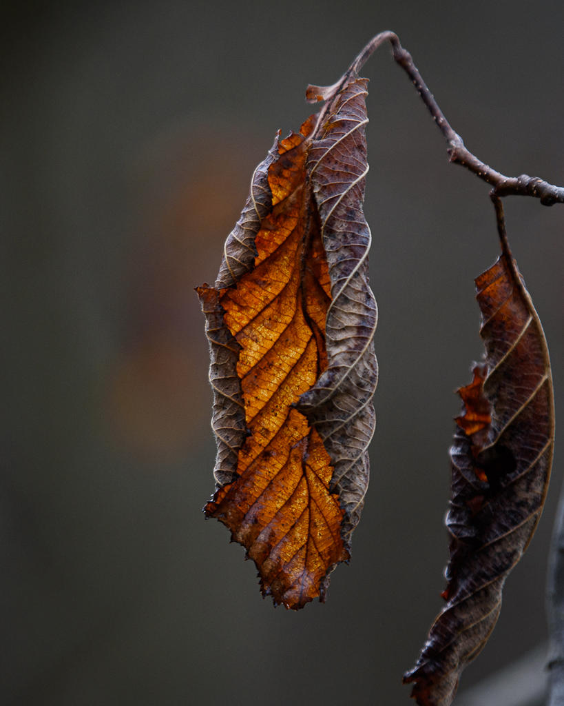 D72_9758.jpg