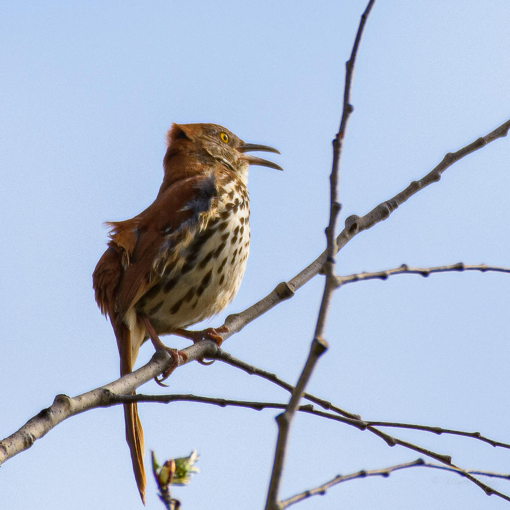 D72_9921.jpg