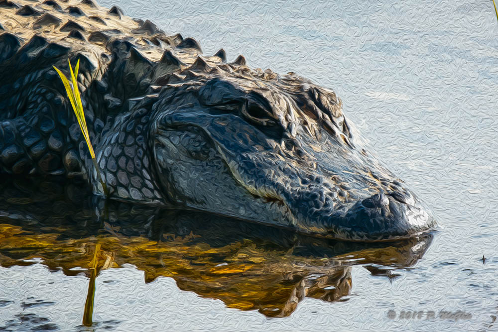 D73_2043-Edit.jpg