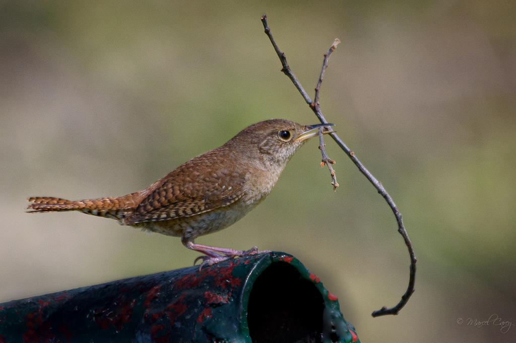 D73_2768.jpg