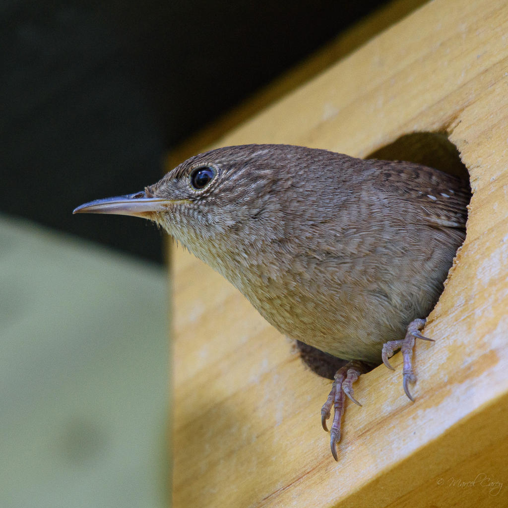 D73_2929.jpg