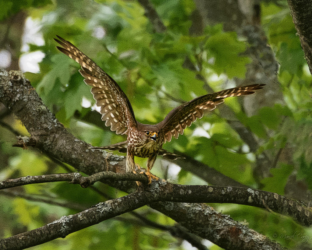 D73_3339-Modifier copy.jpg