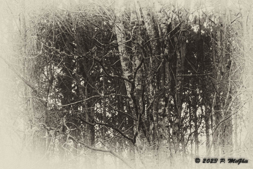 d73_3410-edit-2-jpg.386936