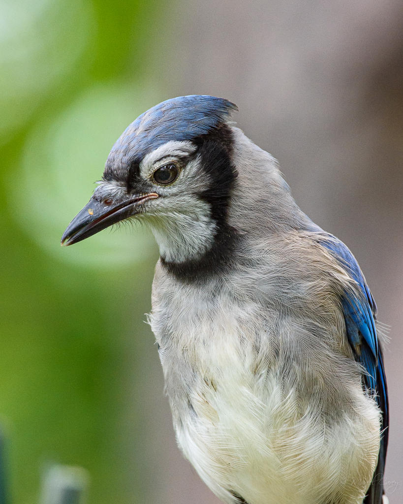 D73_4006.jpg