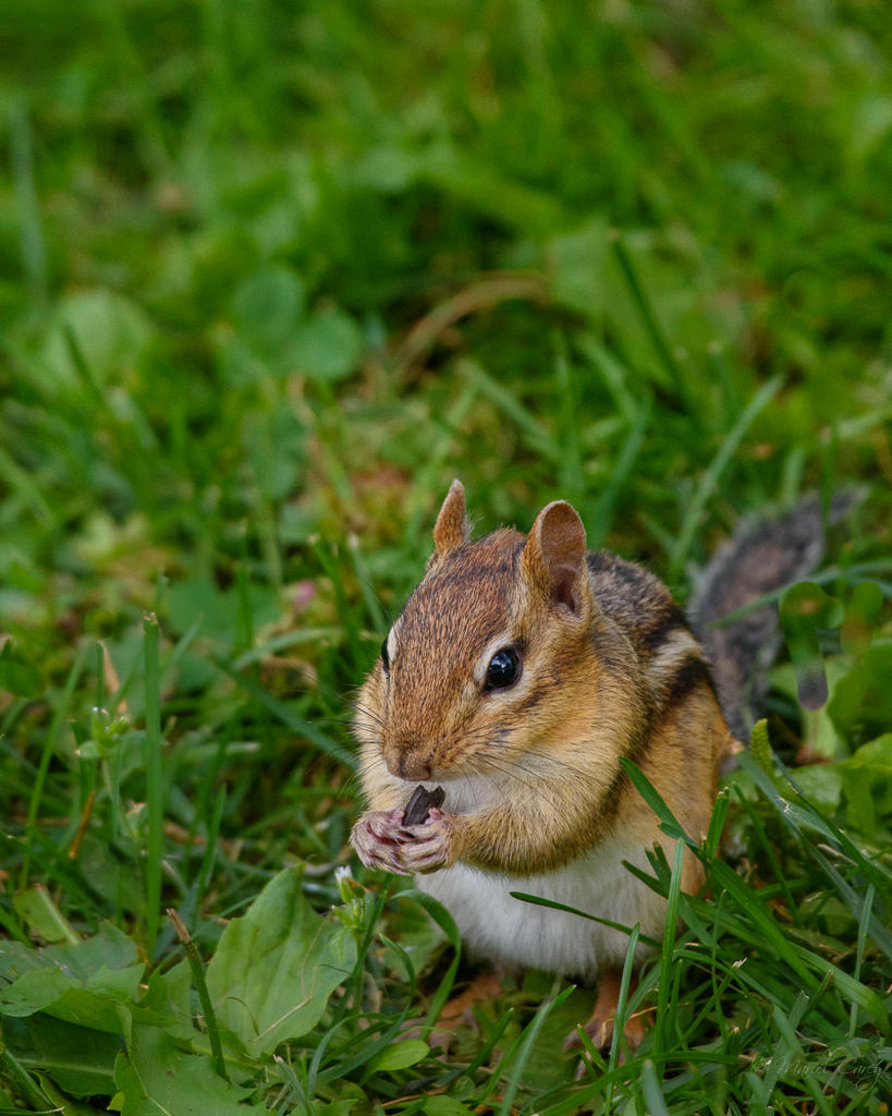 D73_4096.jpg