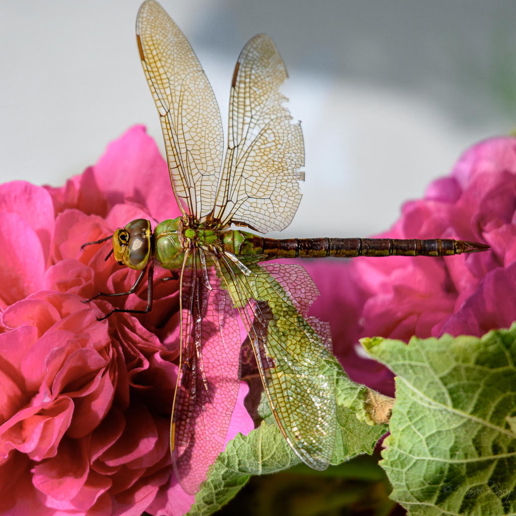 D73_4114.jpg