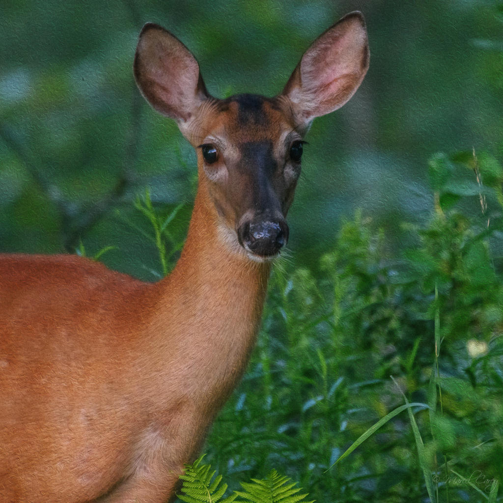 D73_4304-Modifier.jpg