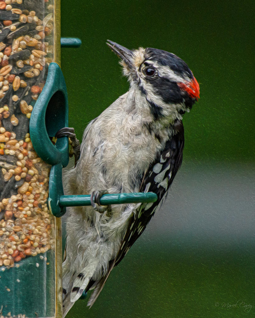 D73_4326-Modifier.jpg