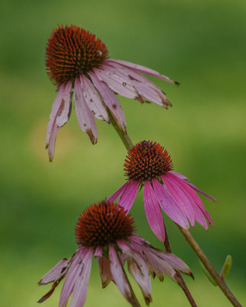 D73_4787.jpg