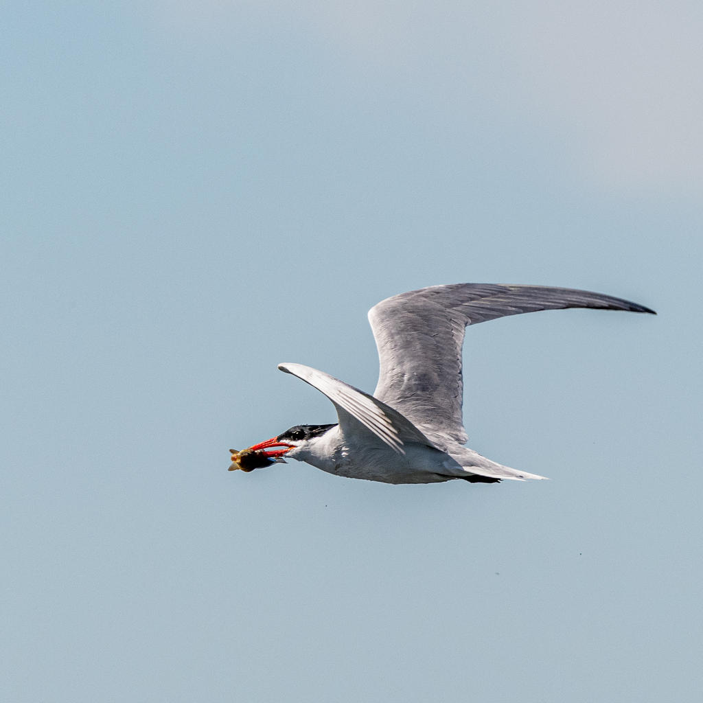 D75_6827.jpg