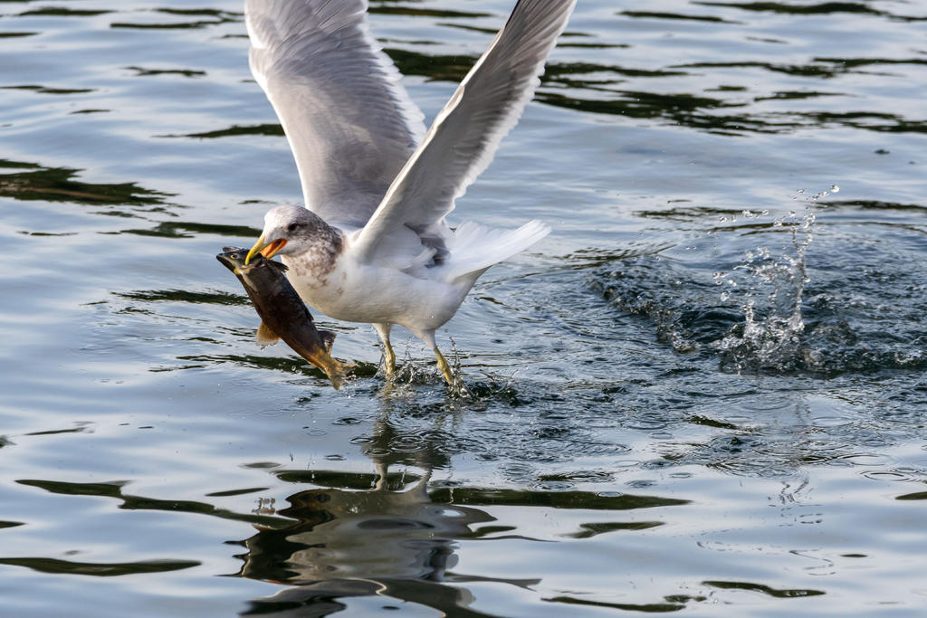 D75_9288.jpg