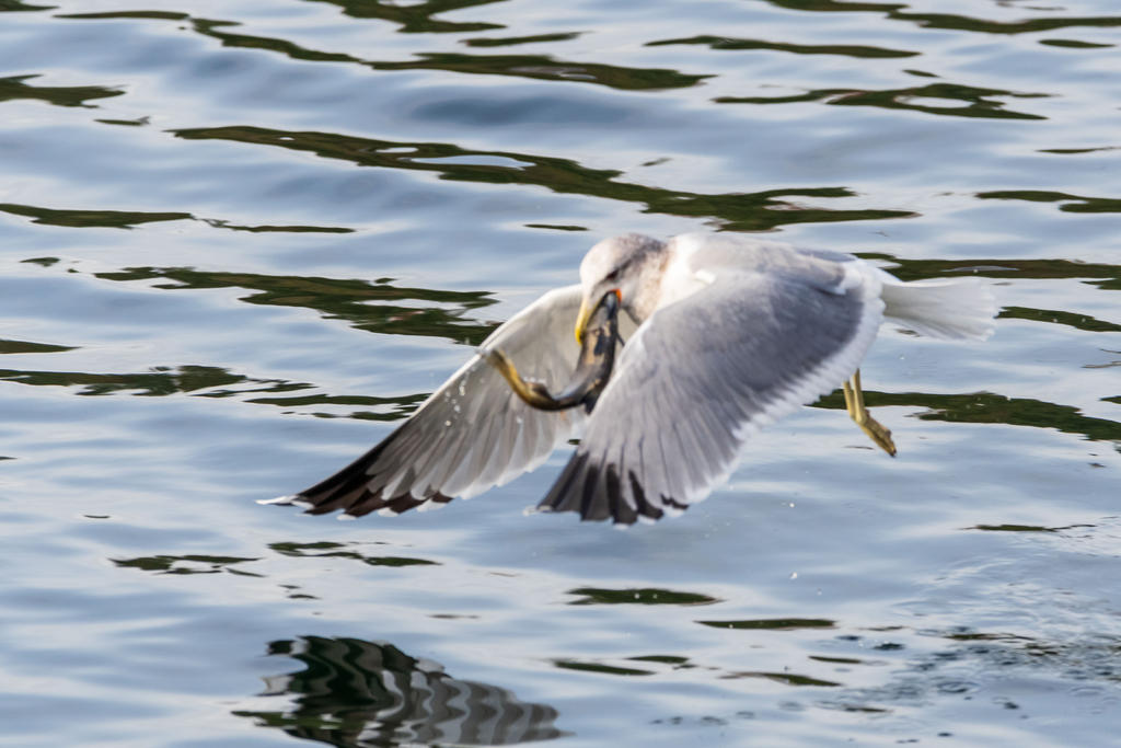 D75_9290.jpg