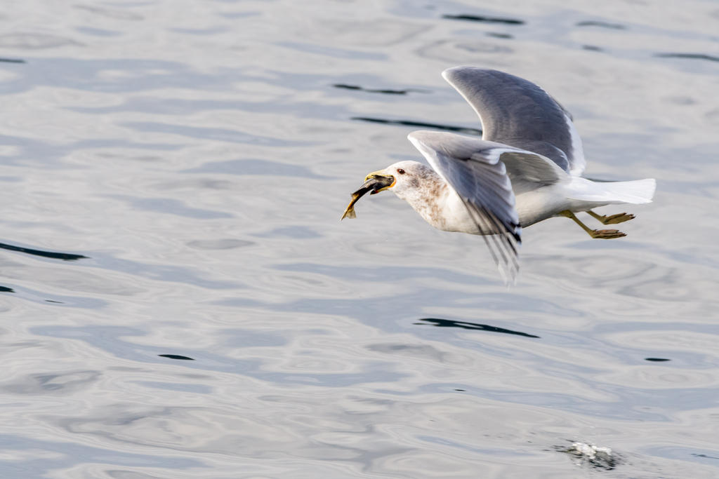 D75_9298.jpg