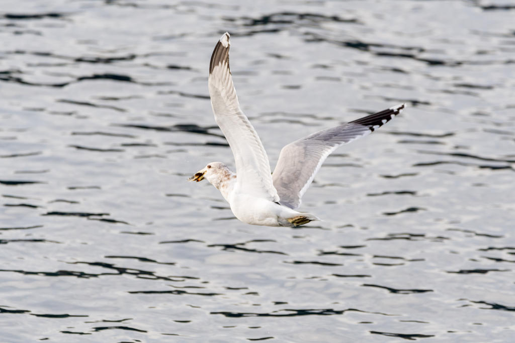 D75_9305.jpg