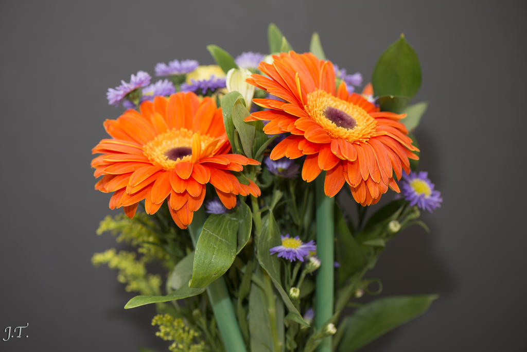 D800 Still #2a_014.jpg