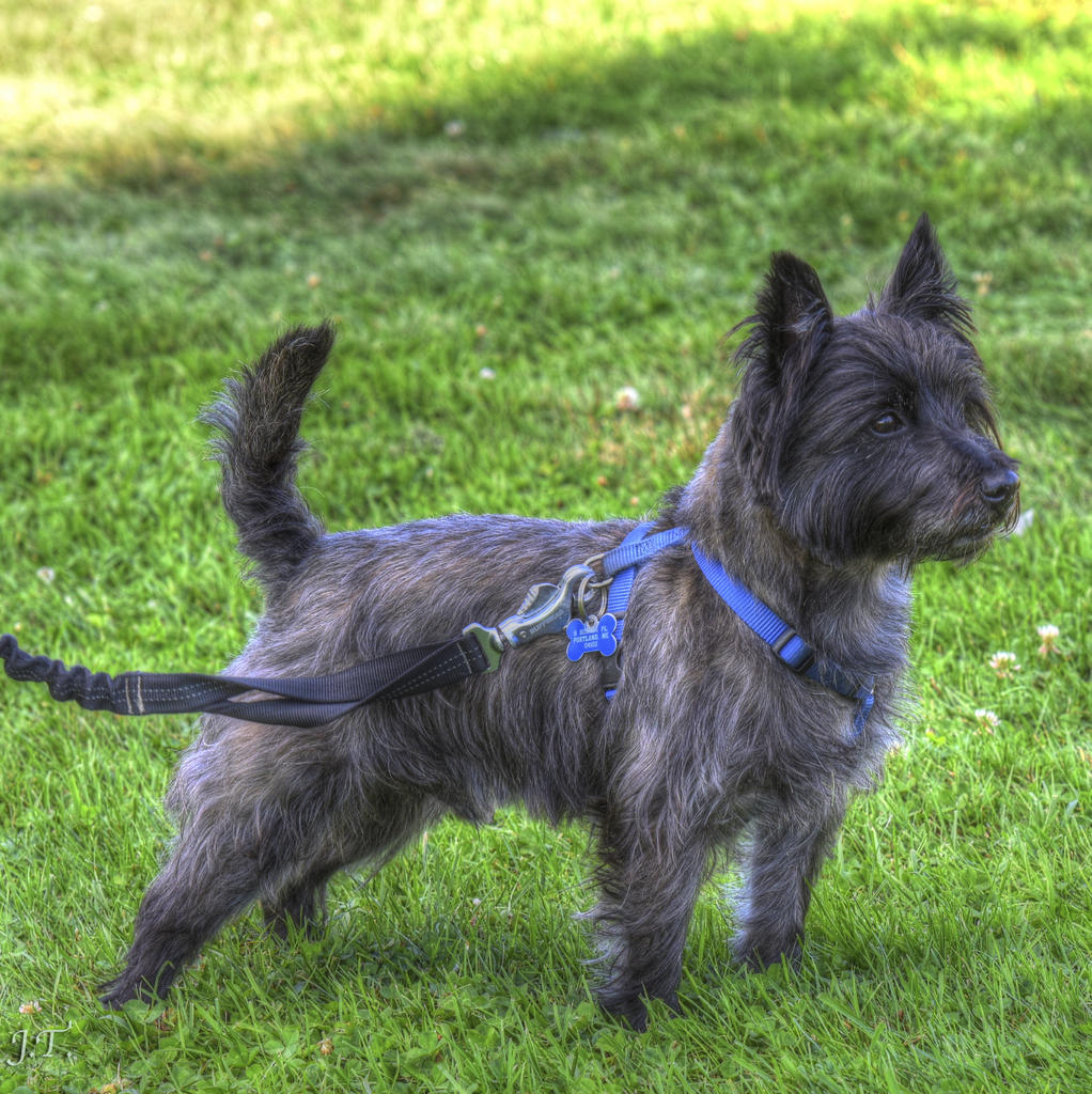 D810 #2 W. Promenade HD1.jpg