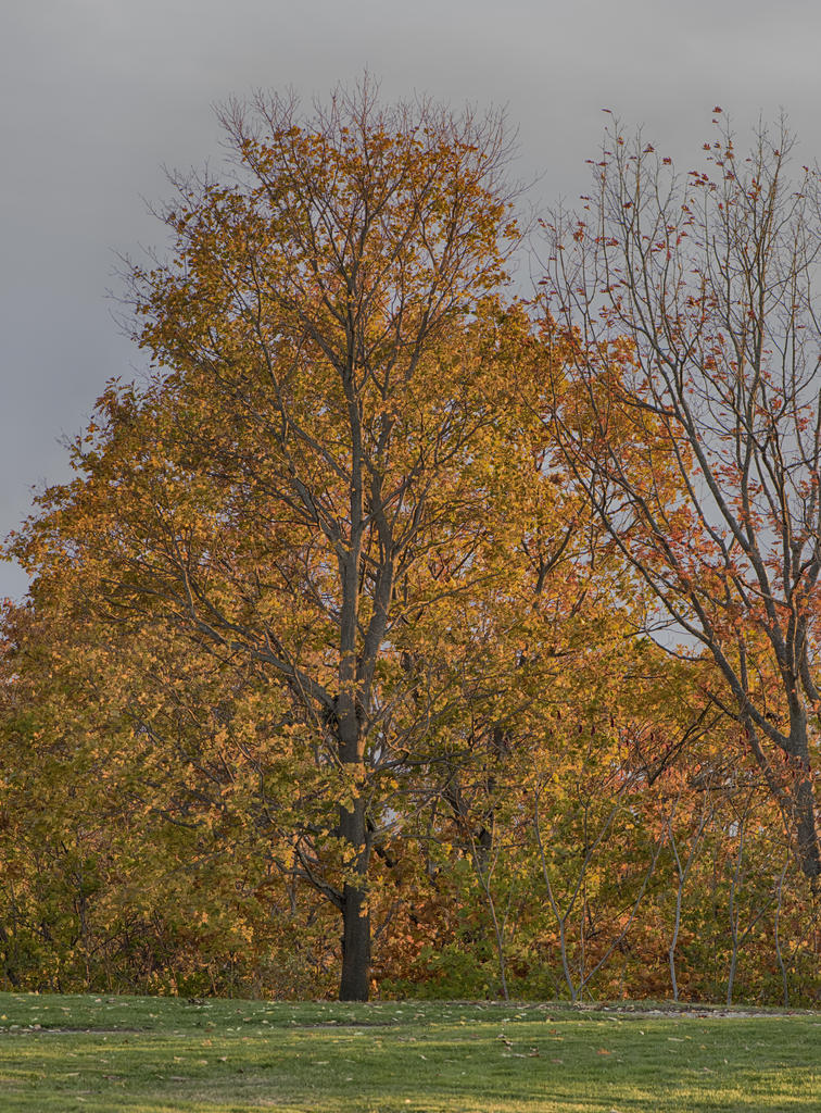 D810#3 W. Prom #2 105mm HD3-Cropped.jpg