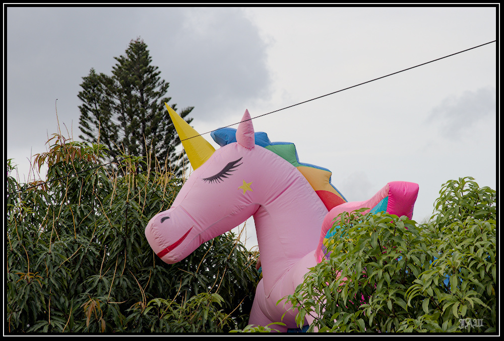 unicorn.jpg