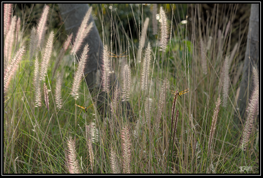 D81_0723.jpg