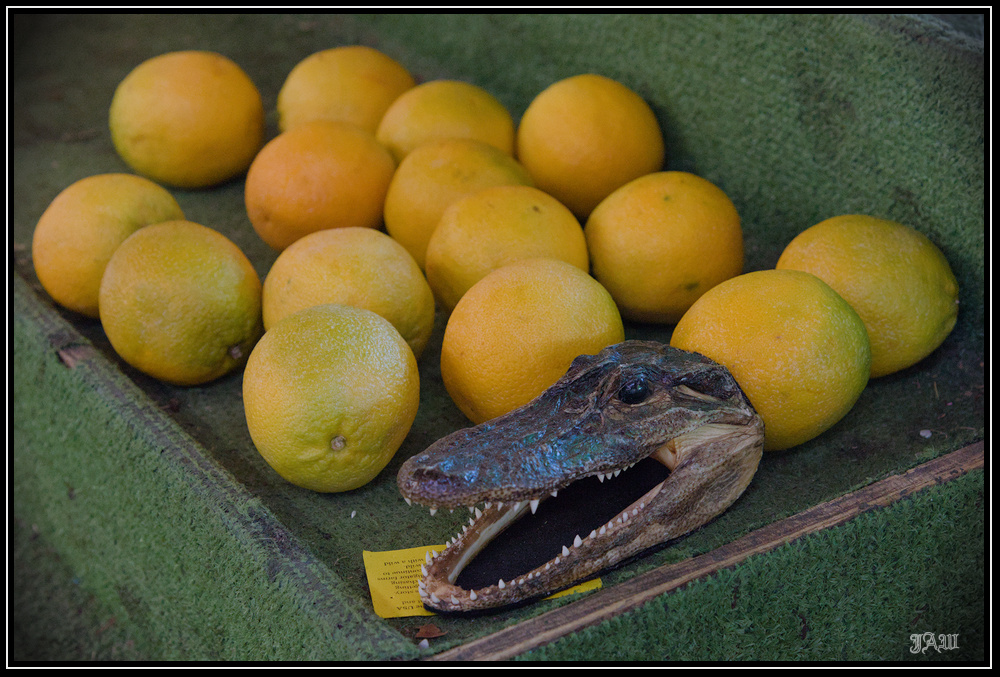 Alligator head