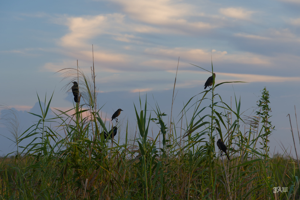 D81_1068.jpg