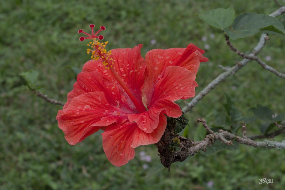 D81_1706.jpg