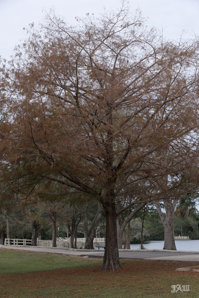 D81_1768_01.jpg